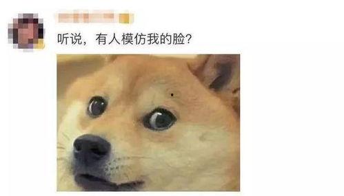 狗头吃瓜素材视频下载免费,萌态十足,免费素材视频带你笑翻天 第2张 狗头吃瓜素材视频下载免费,萌态十足,免费素材视频带你笑翻天 第2张